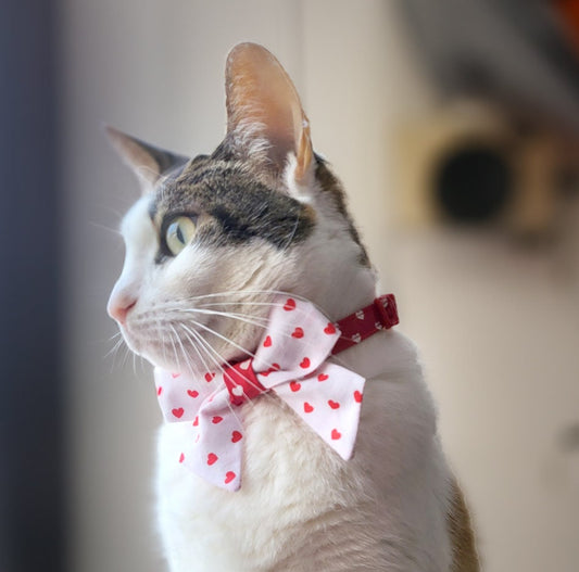 a cat wearing a red and white bow tie
